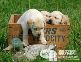 拉布拉多寻回犬耐寒程度 拉布拉多耐寒性中等