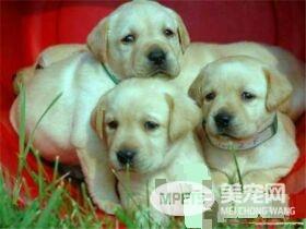 拉布拉多寻回犬耐寒程度 拉布拉多耐寒性中等