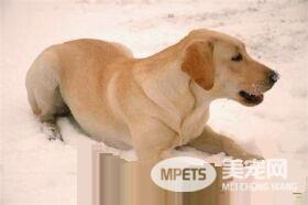 拉布拉多寻回犬和金毛哪个好养一些 都非常的好养