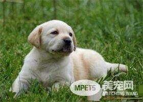 拉布拉多寻回犬和金毛哪个好养一些 都非常的好养