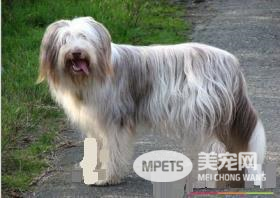 迷你贝吉格里芬凡丁犬智商 很聪明的狗狗