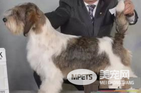 迷你贝吉格里芬凡丁犬智商 很聪明的狗狗