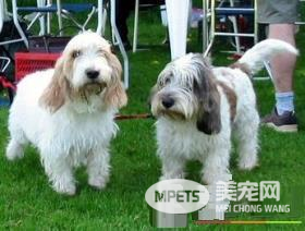 迷你贝吉格里芬凡丁犬粘人程度 特别喜欢粘人