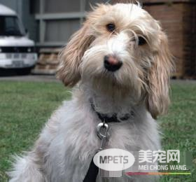 迷你贝吉格里芬凡丁犬粘人程度 特别喜欢粘人