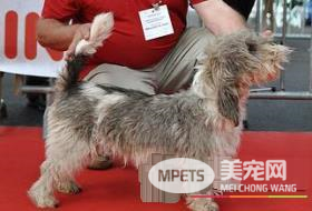 迷你贝吉格里芬凡丁犬掉毛程度 养护得当不太掉毛