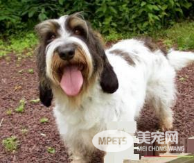 迷你贝吉格里芬凡丁犬对小孩友善程度 对小孩很友善