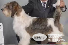 迷你贝吉格里芬凡丁犬对小孩友善程度 对小孩很友善