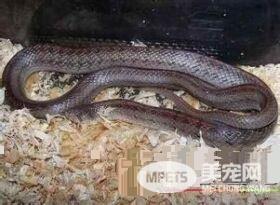 台湾小头蛇有毒吗 台湾小头蛇属于无毒蛇种
