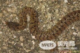 台湾小头蛇有毒吗 台湾小头蛇属于无毒蛇种