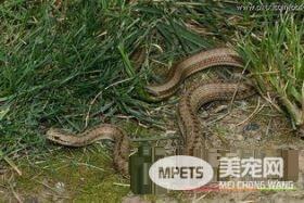 温泉蛇是否有毒性 西藏特有的一种无毒蛇