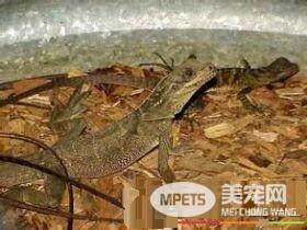 斑帆蜥怎么样 斑帆蜥属于半树栖型蜥蜴