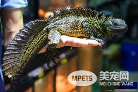 斑帆蜥怎么样 斑帆蜥属于半树栖型蜥蜴