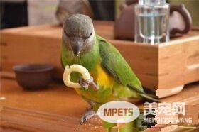 塞内加尔鹦鹉优缺点 非常适合作居家宠物