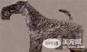 凯利蓝梗标准造型 公犬的标准身高应为47厘米