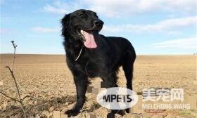 卷毛寻回犬掉毛程度 卷毛寻回犬掉毛程度一般
