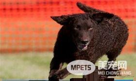 卷毛寻回犬掉毛程度 卷毛寻回犬掉毛程度一般