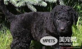 卷毛比熊犬智商很低嘛 智商其实并不是特别高