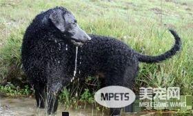 卷毛比熊犬智商很低嘛 智商其实并不是特别高