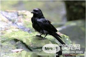 黑卷尾的叫声 黑卷尾鸣声噪杂而粗糙
