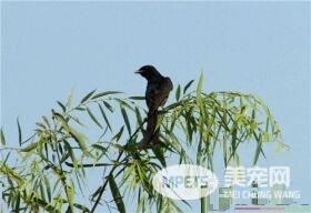 黑卷尾的叫声 黑卷尾鸣声噪杂而粗糙