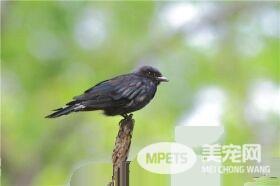 黑卷尾吃什么 黑卷尾主要从空中捕食飞虫