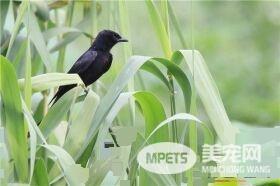 黑卷尾吃什么 黑卷尾主要从空中捕食飞虫
