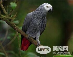 非洲灰鹦鹉好养吗 非洲灰鹦鹉是比较好养的鹦鹉
