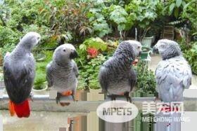 非洲灰鹦鹉好养吗 非洲灰鹦鹉是比较好养的鹦鹉