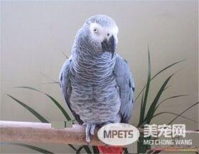 非洲灰鹦鹉寿命 非洲灰鹦鹉平均年龄50年