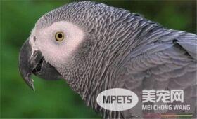 非洲灰鹦鹉寿命 非洲灰鹦鹉平均年龄50年