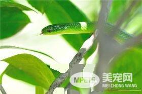 翠青蛇多大 翠青蛇成蛇体长为80到110厘米