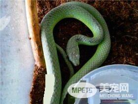 翠青蛇多大 翠青蛇成蛇体长为80到110厘米