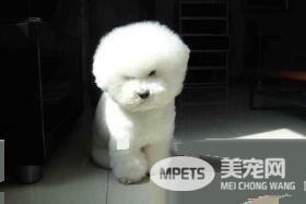 卷毛比熊犬怎么打理 日常的梳毛尽量一日一次