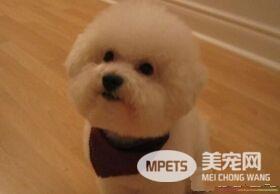 卷毛比熊犬怎么打理 日常的梳毛尽量一日一次