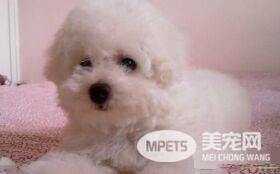 卷毛比熊犬有香槟色吗 卷毛比熊犬都是白色的