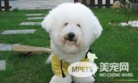 卷毛比熊犬有香槟色吗 卷毛比熊犬都是白色的