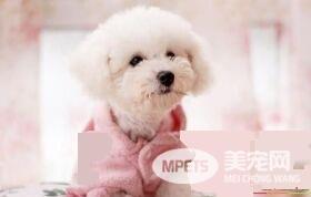 卷毛比熊犬优点 有着很好的记忆能力