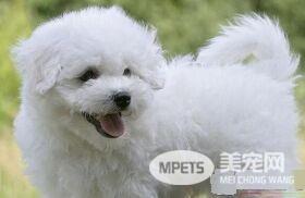 卷毛比熊犬眼角有眼屎 卷毛比熊犬眼屎多原因