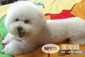 卷毛比熊犬眼角有眼屎 卷毛比熊犬眼屎多原因