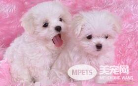 卷毛比熊犬颜色有几种 最多的比熊犬都是白色