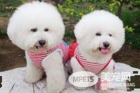 卷毛比熊犬性格 比熊犬性情开朗活泼聪明