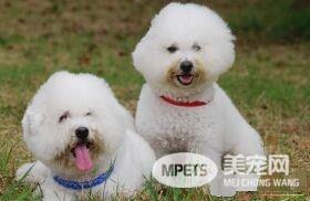 卷毛比熊犬性格 比熊犬性情开朗活泼聪明