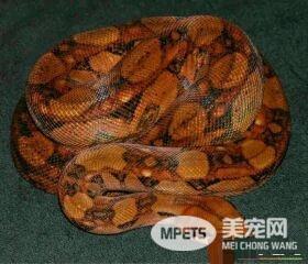 红尾蚺蜕皮 红尾蚺一般多久蜕一次皮