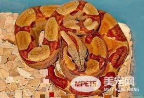 红尾蚺品种 目前共有10个亚种已被确认