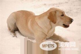 拉布拉多寻回犬和金毛哪个更聪明 两种狗都很聪明