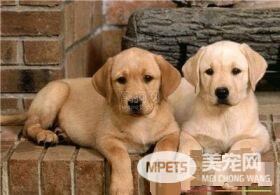 拉布拉多寻回犬和金毛哪个更聪明 两种狗都很聪明