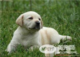 拉布拉多寻回犬好不好养 比较好养的宠物狗