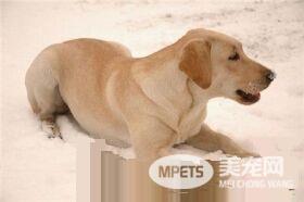 拉布拉多寻回犬好不好养 比较好养的宠物狗