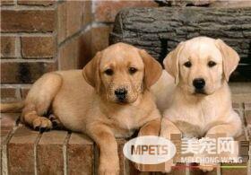 拉布拉多寻回犬长大吃什么 拉布拉多注意什么