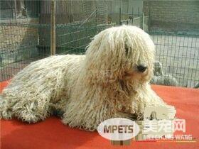 可蒙犬智商高吗 可蒙犬的智商还是比较高的